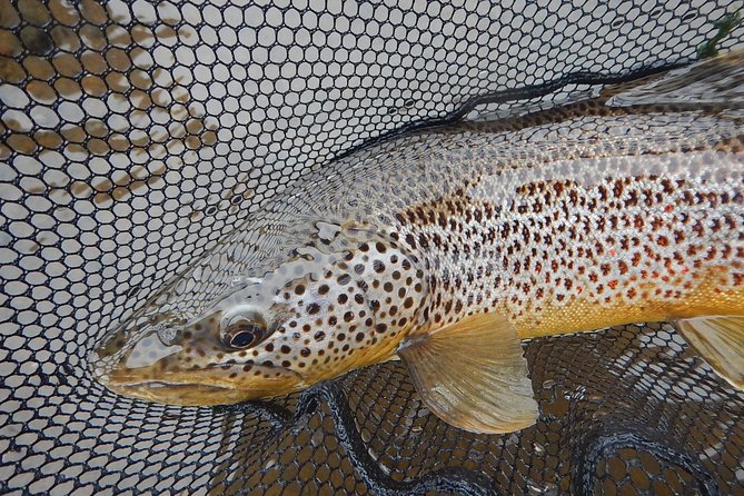 Private Lake and River Fishing Tour from Reykjavik - Who will enjoy this private fishing day