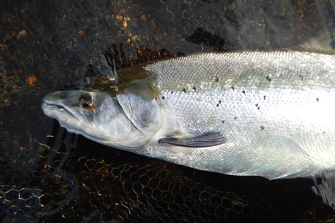 Private Lake and River Fishing Tour from Reykjavik - Timing, pickup and the slightly unusual meeting details