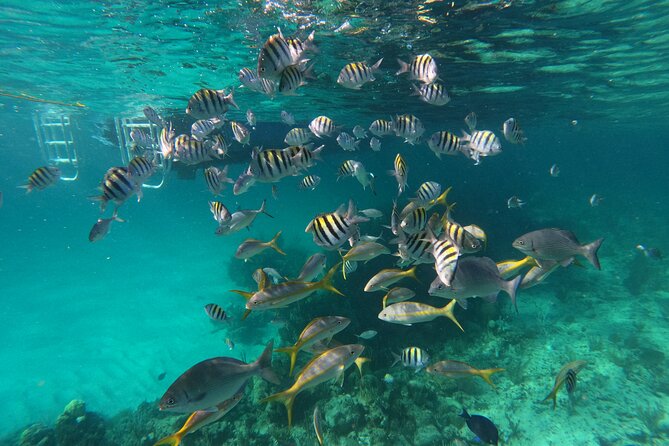 Private Speed Boat for Snorkeling or Fishing in Nassau - 34ft - How to use four hours wisely