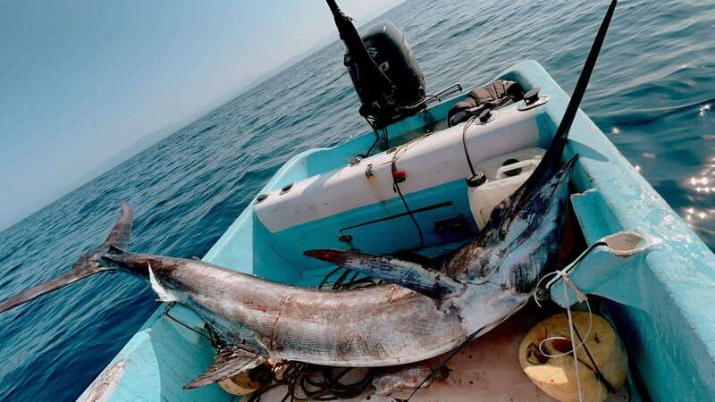 Puerto: Fishing Experience Marlin, Sailfish, Tuna or Dorado - Getting offshore for 4.5 hours