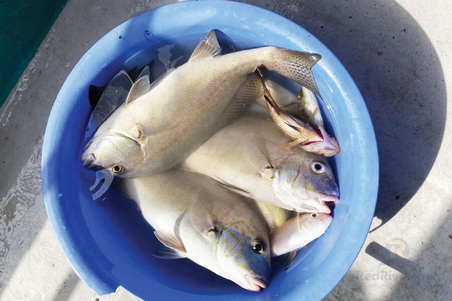 Red River Tours (Shared Trip): Deep Sea Fishing In Phu Quoc - Is $170 a fair price?