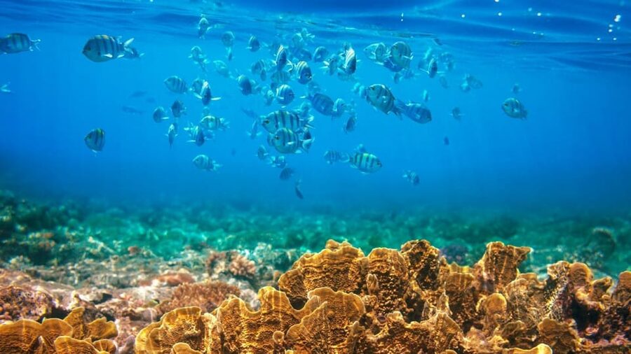 RedRiverTour-Discovery 3 Islets, Snorkeling &Fishing By Boat - Why this Phu Quoc boat trip is good value