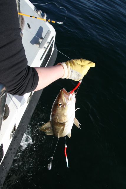 Reykjavik: 3-Hour Sea Angling Gourmet Experience Tour - Puffins, whales, and open-water views