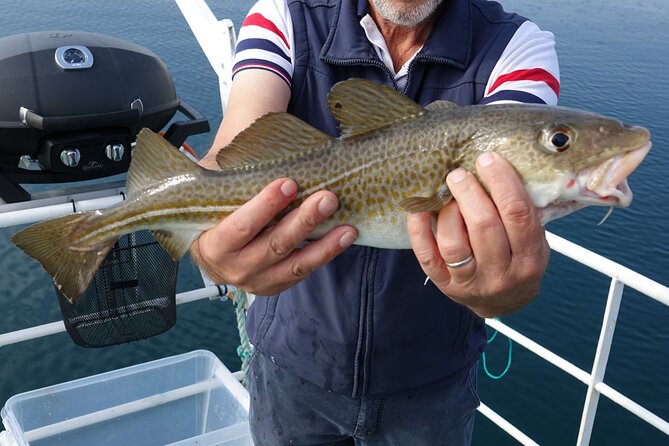 Reykjavik's Finest Catch: Guided Sea Angling Tour for All Levels - Leaving from Hlésgata 1 in Reykjavik