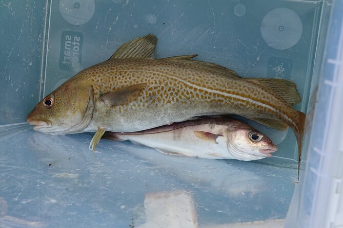 Reykjavik's Finest Catch: Guided Sea Angling Tour for All Levels - Coffee, cookies, and views from the water