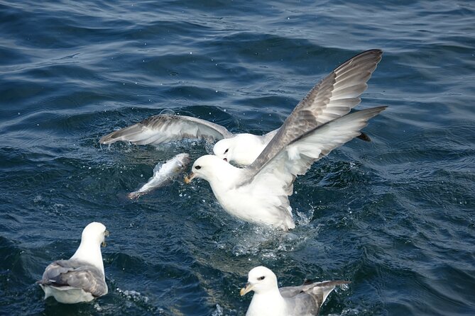 Reykjavik's Finest Catch: Guided Sea Angling Tour for All Levels - Is $181.02 a fair price?