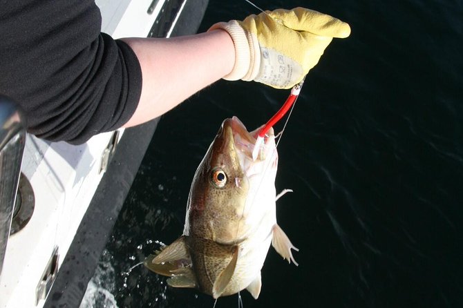 Reykjavik Sea Angling Gourmet - Fishing Faxaflói’s Productive Grounds