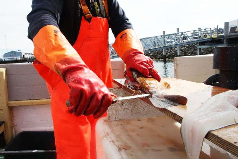 Reykjavik: Traditional Sea Fishing with BBQ Feast - Key points before you book