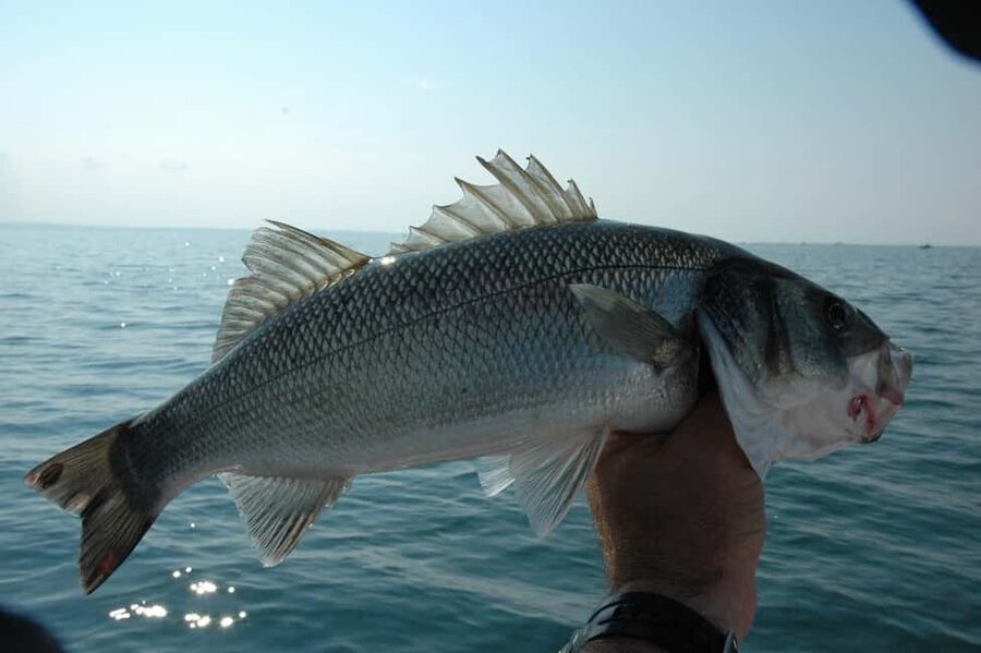 Rhodes: (4H/6H) Private Boat Fishing Trip with Equipment - What makes this private Rhodes trip different