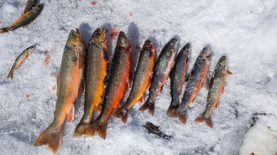 Rovaniemi: Half-Day Snowmobile & Ice Fishing Experience - Key points to know before booking