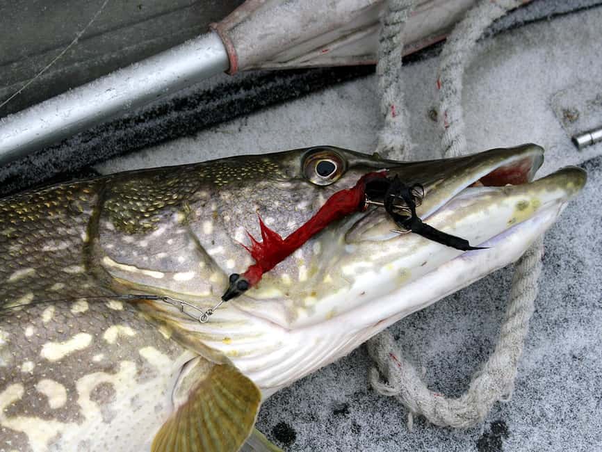 Rovaniemi: Snowshoeing, Ice Fishing and Salmon in Kota - At the frozen lake, patience becomes part of the activity