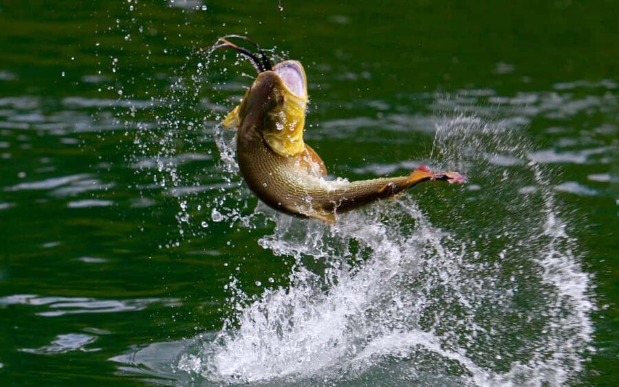 Rovaniemi: Summer & Autumn Fishing Tour in Lapland & BBQ - At the water: lessons for first-time fishers