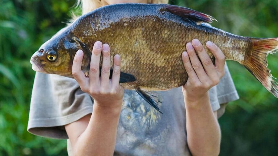 Rovaniemi: Summer & Autumn Fishing Tour in Lapland & BBQ - Summer or autumn: which season should you choose?