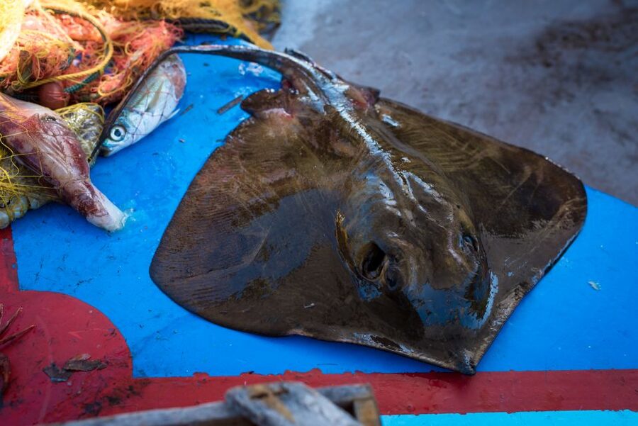 Santorini: Traditional Fishing Trip and Fresh Fish Lunch - Key points to know before booking
