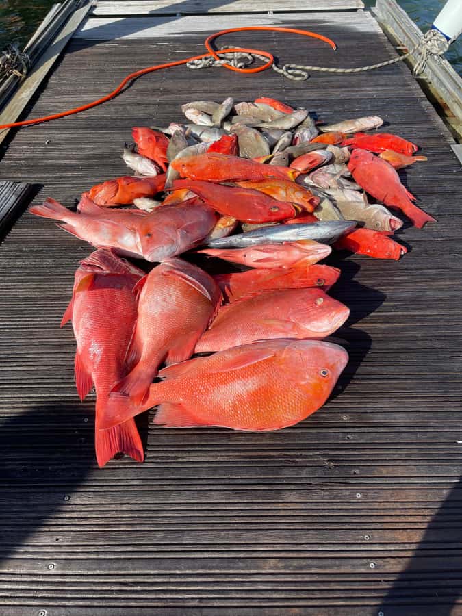 Seychelles: Guided Fishing Trip with Pickup and Equipment - Who should book this Mahé fishing trip?