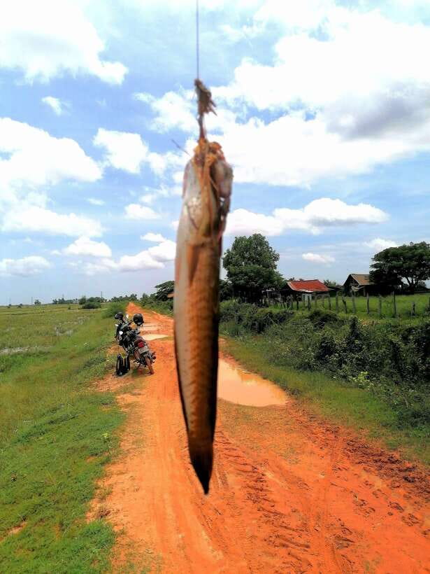 Siem Reap: Fishing in the rice fields, in the villages of Siem Reap - Fishing beside local people