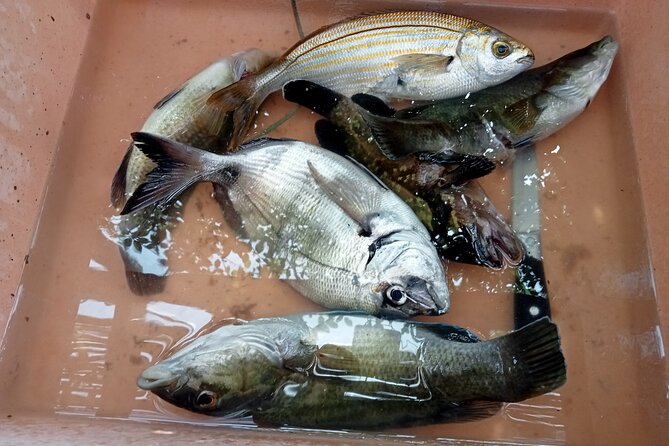 Snorkeling and Diving in the Gulf of Tavolara with Fishing - A calm boat, not a party cruise