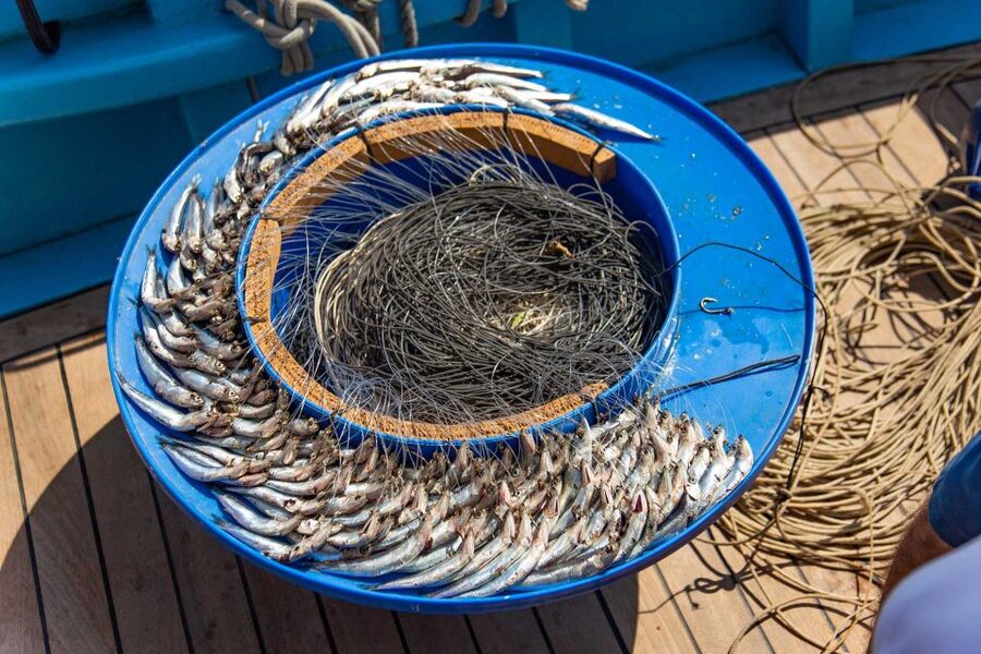 Sorrento: Sea-Fishing Tour with Lunch Onboard - Key things to know before you book