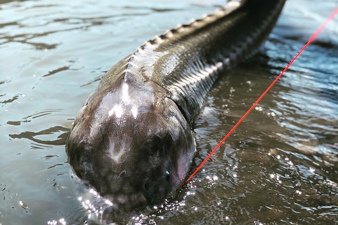 Sturgeon fishing on the Fraser river - The salmon options from Chinook to pink