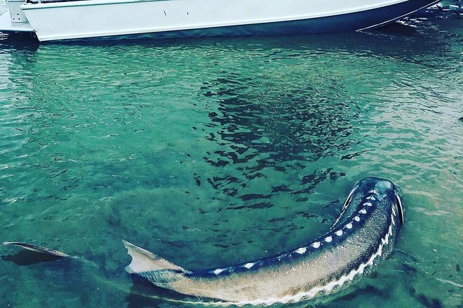 Sturgeon fishing on the Fraser river - The main event: working for a white sturgeon
