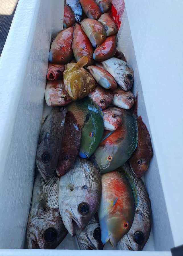 Sunshine Coast: Fishing Charters - Who should book this Caloundra charter?