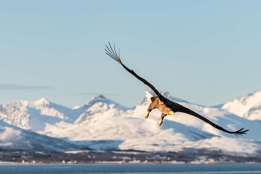 Tromsø: Arctic Fjord Cruise & Fishing Experience - How the five hours unfold