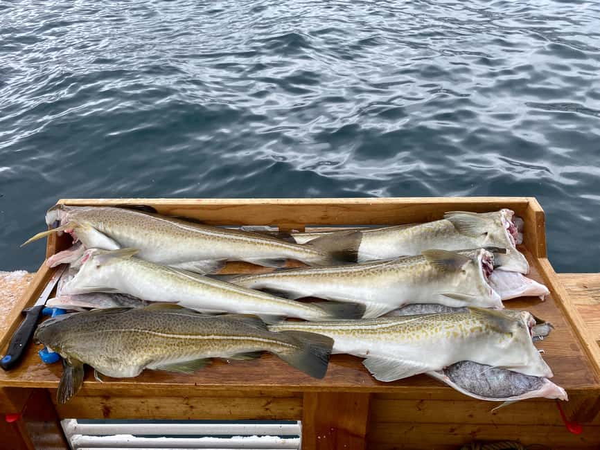 Tromsø: Fishing & Fjord Cruise - Key points before you book