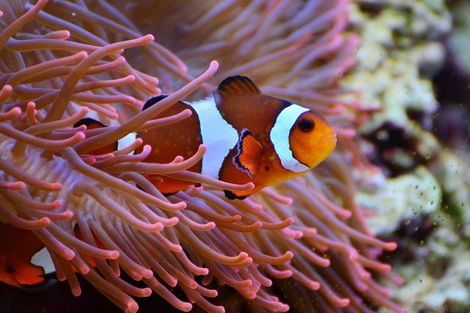 V.I.P Snorkeling & Fishing Tour ( Speed Boat ) Minimum 02 people - Fishing near Hon Mieu and Mot Island