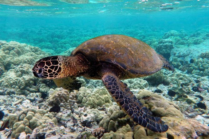 V.I.P Snorkeling & Fishing Tour ( Speed Boat ) Minimum 02 people - Six practical questions to ask before booking