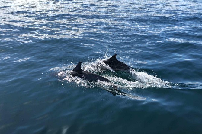 Whale Watching and Fishing Combination Excursions - Searching the California coast for marine life