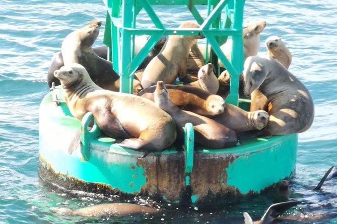 Whale Watching and Fishing Combination Excursions - The $170 price and the private boat choice
