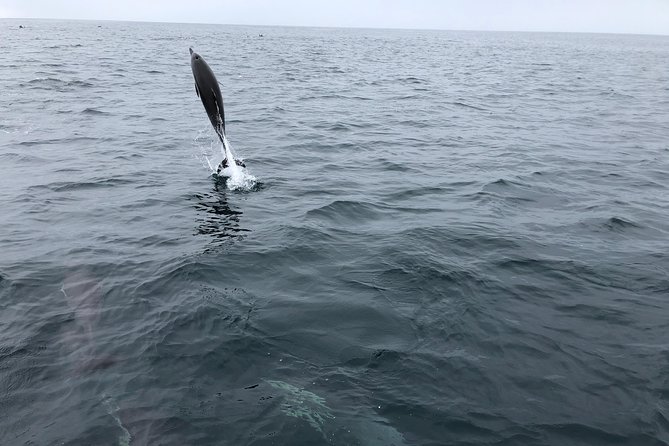 Whale Watching and Fishing Combination Excursions - Who will enjoy this Dana Point outing most