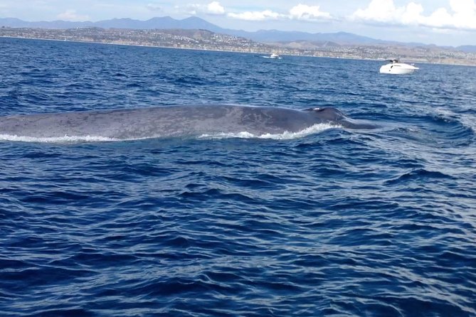 Whale Watching and Fishing Combination Excursions - From wildlife watching to a local reef or kelp bed