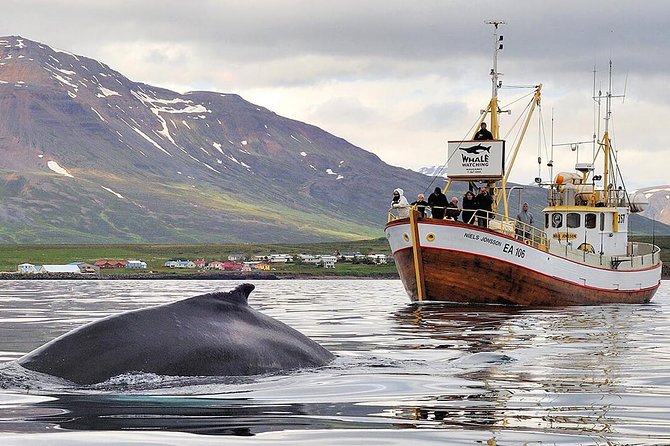 Whale Watching and Sea Angling Tour - Key points before you book