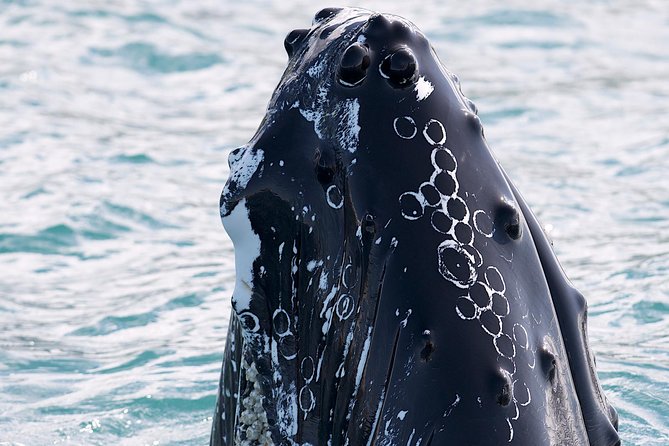 Whale Watching and Sea Angling Tour - Looking for humpbacks, minkes, and blue whales