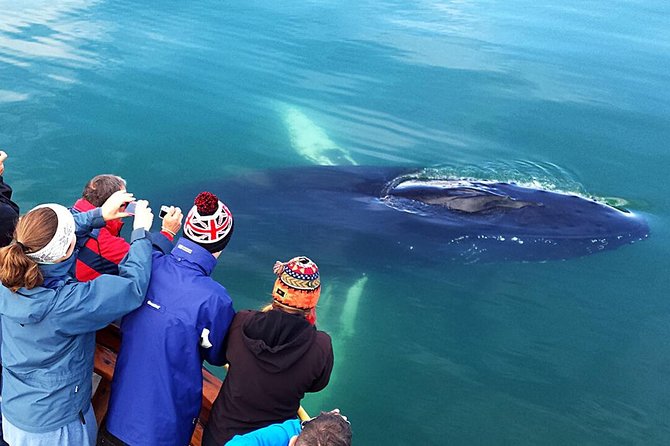 Whale Watching and Sea Angling Tour - Why the $100 price can make sense