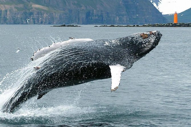 Whale Watching and Sea Angling Tour - Families, older visitors, and mobility concerns