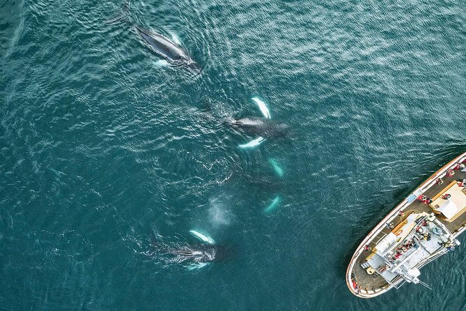Whale Watching and Sea Angling Tour - Timing your day in Akureyri