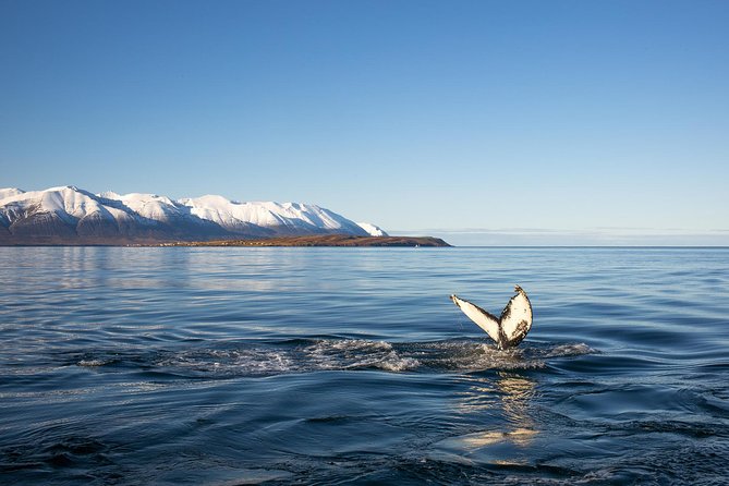 Whale Watching and Sea Angling Tour - What the boat ride feels like