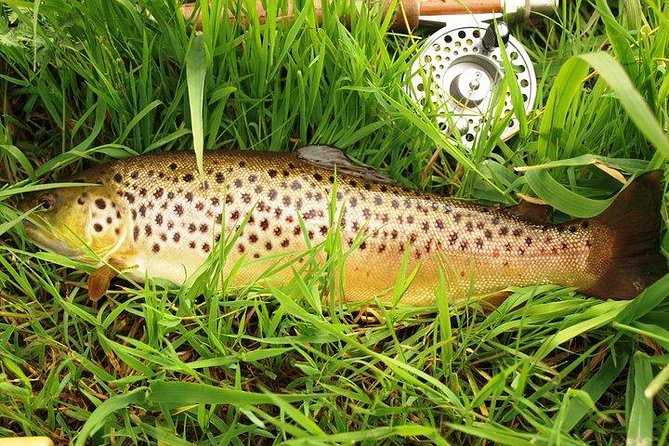 Wild Brown Trout fishing. Lough Corrib. French speaking Ghillie/Guide. Full day. - Why Lough Corrib makes this fishing day special