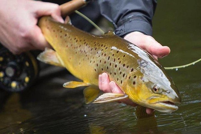 Wild Brown Trout fishing. Lough Corrib. French speaking Ghillie/Guide. Full day. - Eight hours on the water, with room to fish