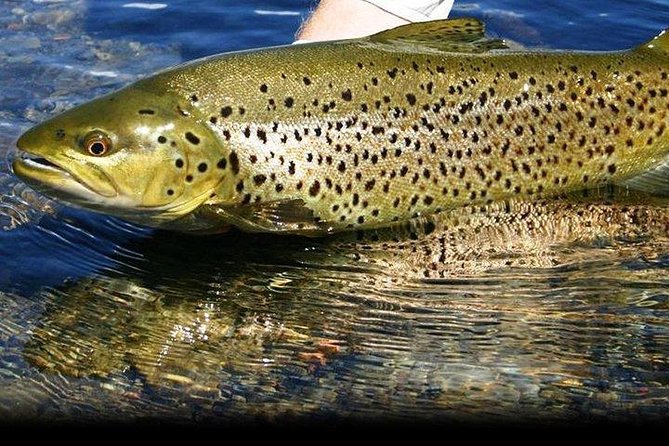 Wild Brown Trout fishing. Lough Corrib. French speaking Ghillie/Guide. Full day. - Starting at Lurgan or Shindilla near Maam Cross