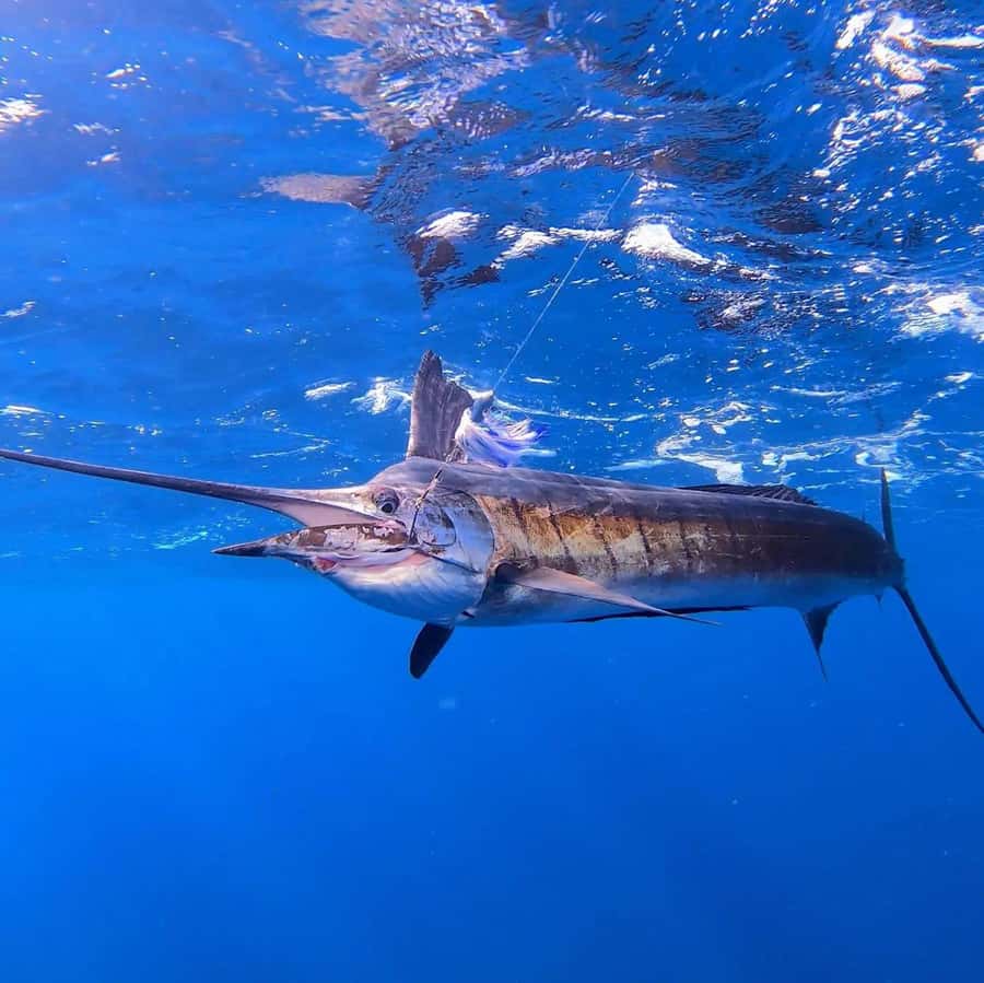 ZANZIBAR FISHING EXPRIENCE - Reef fishing adds a useful second act